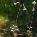 Flor gemela (Linnaea borealis), foto: Jouko Lehmuskallio